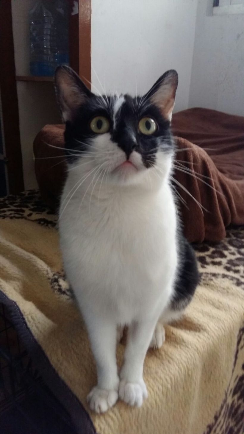 CANDY GATA EN ADOPCIÓN CANDY GATA EN ADOPCIÓN