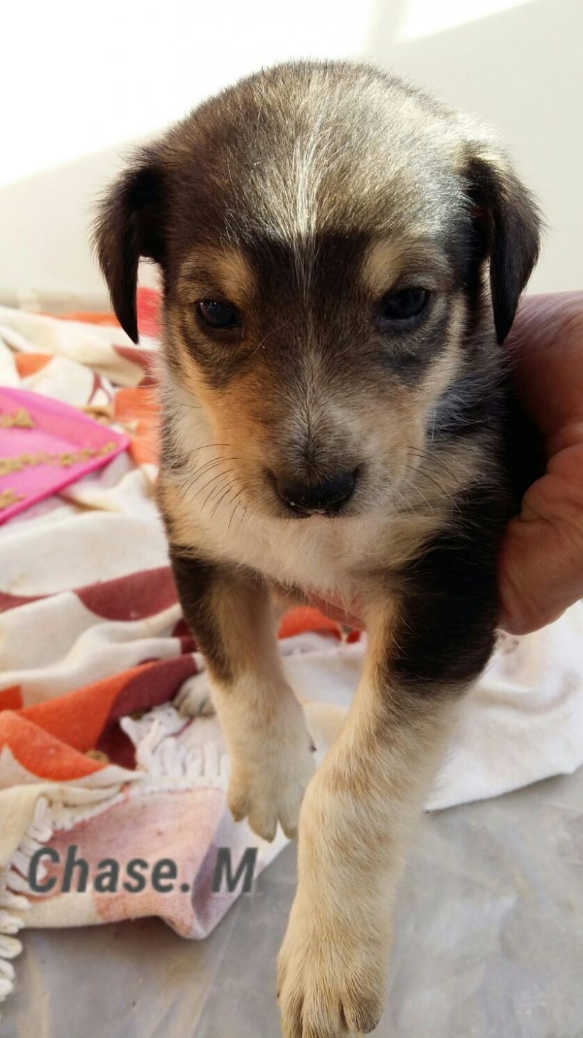 CHASE H. CACHORRO EN ADOPCIÓN CHASE H. CACHORRO EN ADOPCIÓN