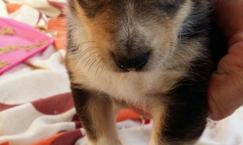 CHASE H. CACHORRO EN ADOPCIÓN