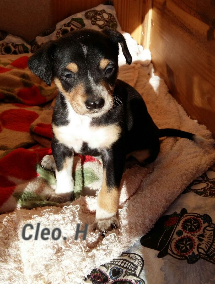 CLEO H. CACHORRO EN ADOPCIÓN CLEO H. CACHORRO EN ADOPCIÓN