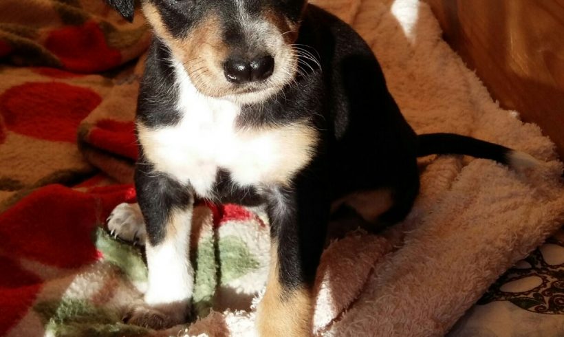 CLEO H. CACHORRO EN ADOPCIÓN