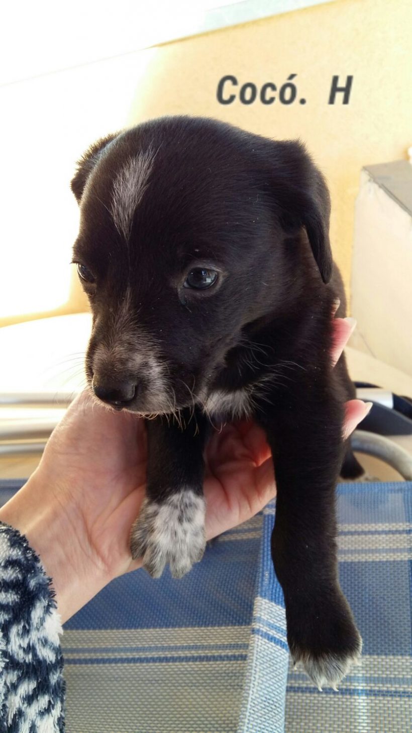 COCO H. CACHORRO EN ADOPCIÓN COCO H. CACHORRO EN ADOPCIÓN