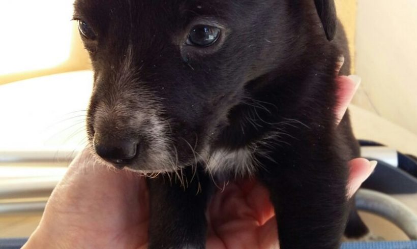 COCO H. CACHORRO EN ADOPCIÓN