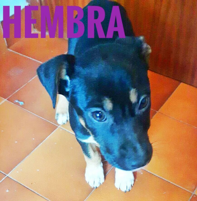 CAMADA CRUCE LABRADOR EN ADPCION CAMADA CRUCE LABRADOR EN ADPCION