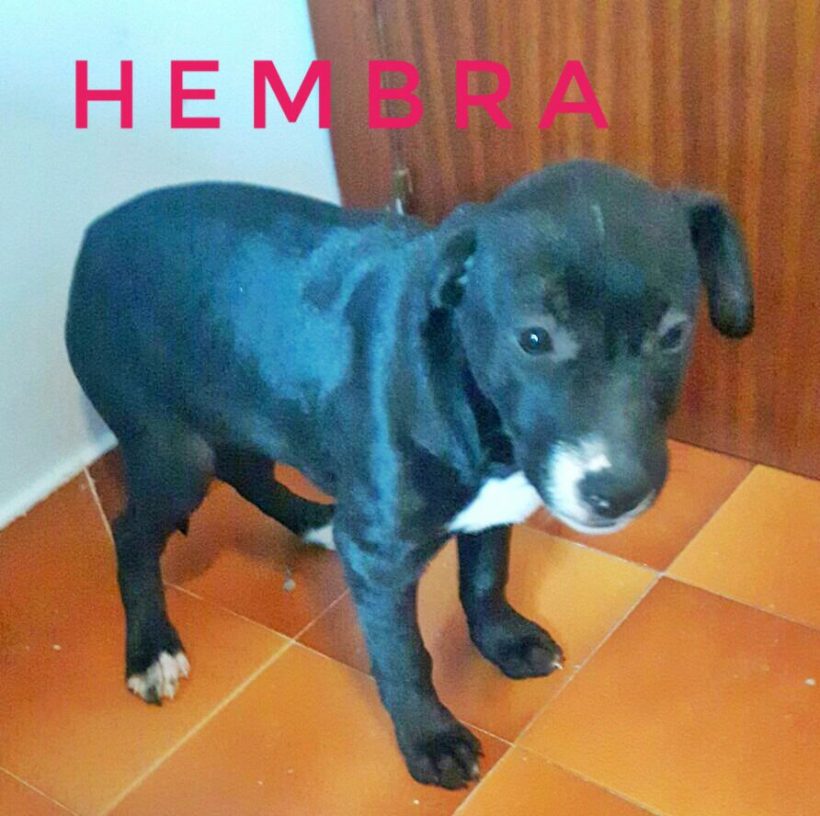 CAMADA CRUCE LABRADOR EN ADPCION CAMADA CRUCE LABRADOR EN ADPCION