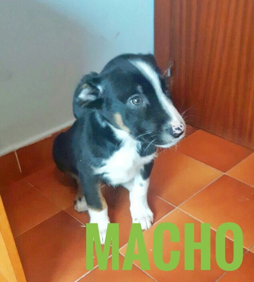 CAMADA CRUCE LABRADOR EN ADPCION CAMADA CRUCE LABRADOR EN ADPCION