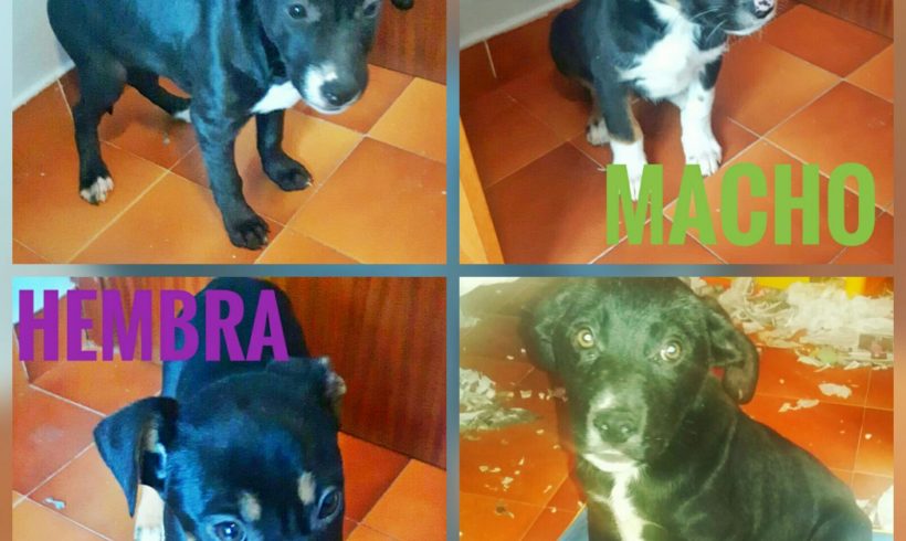 CAMADA CRUCE LABRADOR EN ADPCION