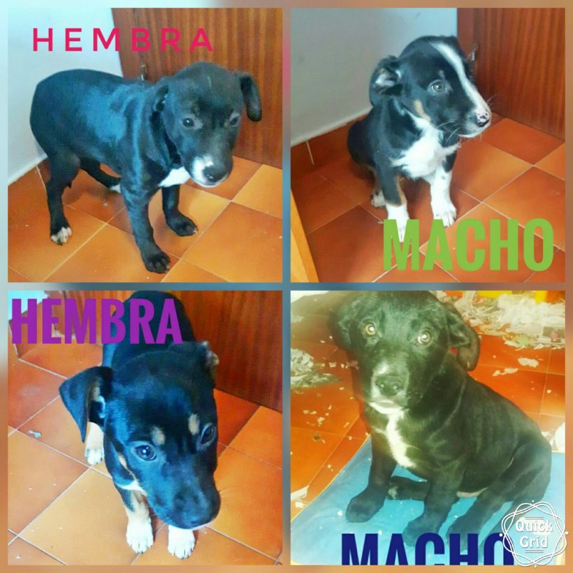 CAMADA CRUCE LABRADOR EN ADPCION CAMADA CRUCE LABRADOR EN ADPCION