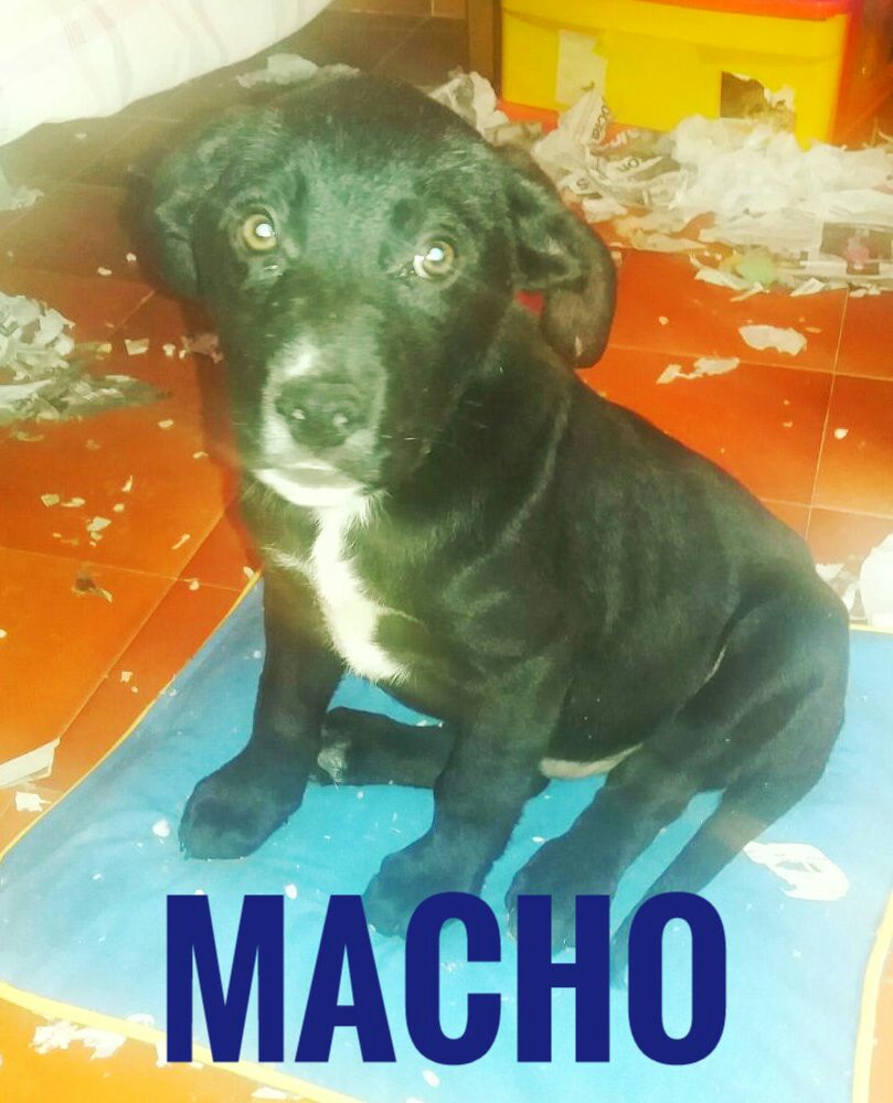 CAMADA CRUCE LABRADOR EN ADPCION CAMADA CRUCE LABRADOR EN ADPCION