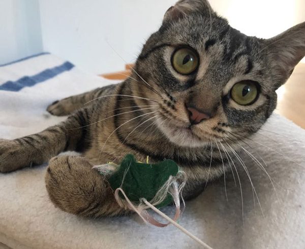 EVERDEEN GATA EN ADOPCIÓN