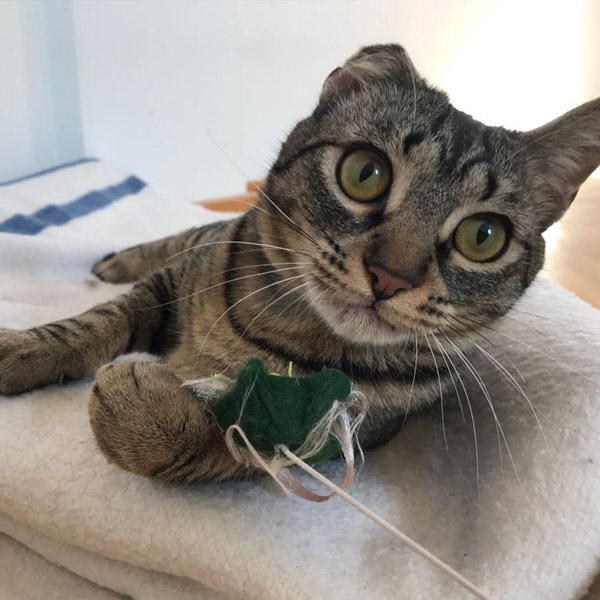 EVERDEEN GATA EN ADOPCIÓN EVERDEEN GATA EN ADOPCIÓN