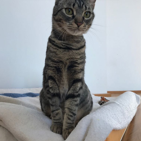 EVERDEEN GATA EN ADOPCIÓN EVERDEEN GATA EN ADOPCIÓN