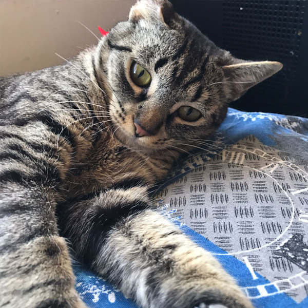 EVERDEEN GATA EN ADOPCIÓN EVERDEEN GATA EN ADOPCIÓN