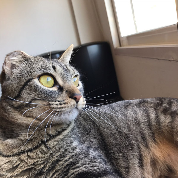 EVERDEEN GATA EN ADOPCIÓN EVERDEEN GATA EN ADOPCIÓN