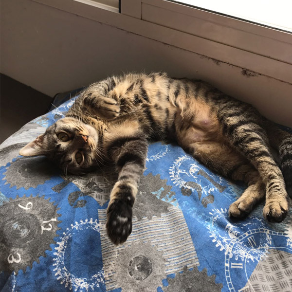 EVERDEEN GATA EN ADOPCIÓN EVERDEEN GATA EN ADOPCIÓN