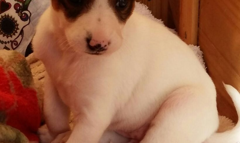 FRIDA H. CACHORRO EN ADOPCION