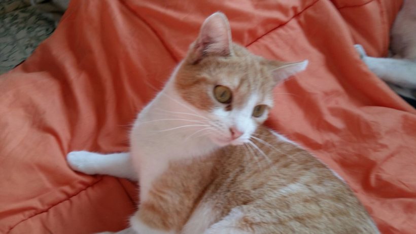 GUAPA GATA EN ADOPCIÓN GUAPA GATA EN ADOPCIÓN