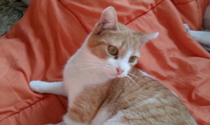 GUAPA GATA EN ADOPCIÓN