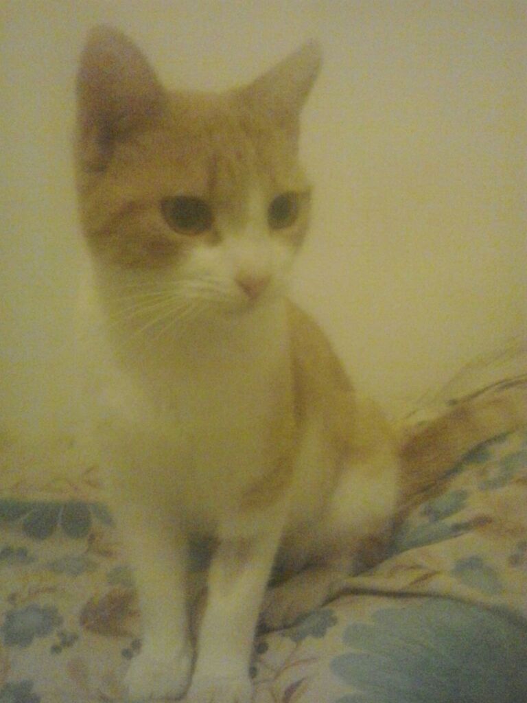 GUAPA GATA EN ADOPCIÓN GUAPA GATA EN ADOPCIÓN