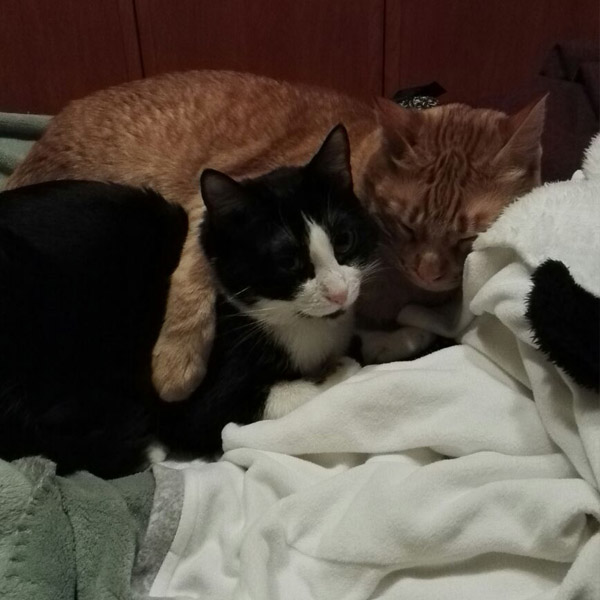 JULIO Y CHANEL JULIO Y CHANEL