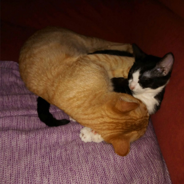 JULIO Y CHANEL JULIO Y CHANEL