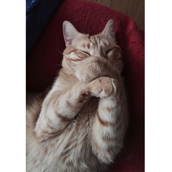 JULIO Y CHANEL JULIO Y CHANEL