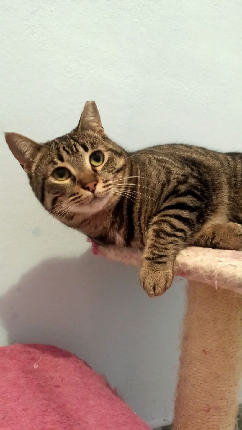 KHALEESI EN ADOPCION KHALEESI EN ADOPCION