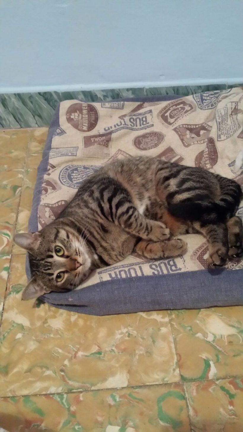 KHALEESI EN ADOPCION KHALEESI EN ADOPCION