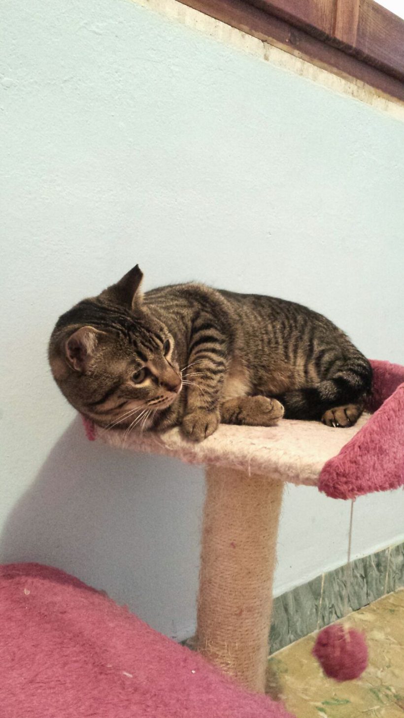 KHALEESI EN ADOPCION KHALEESI EN ADOPCION