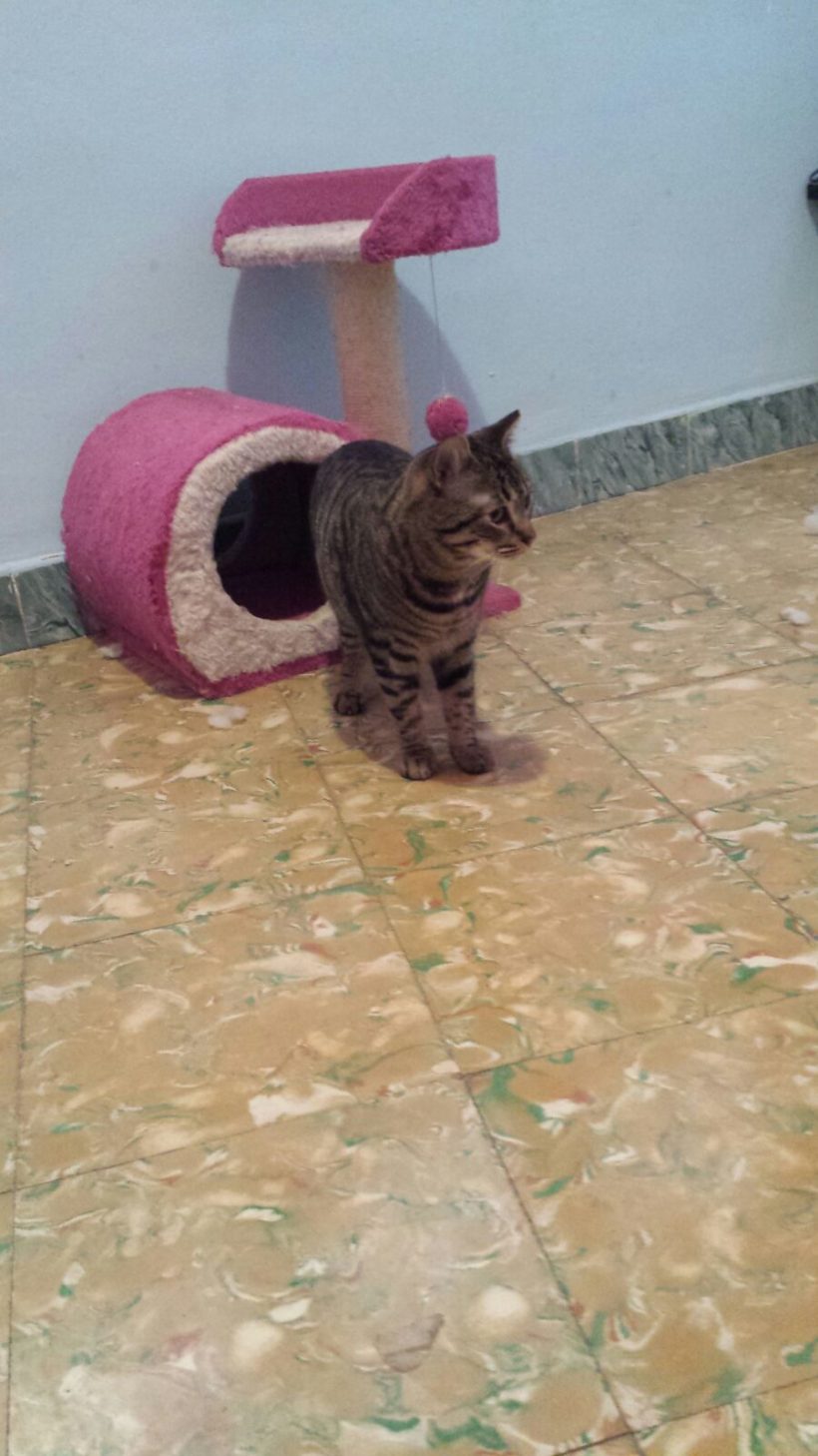 KHALEESI EN ADOPCION KHALEESI EN ADOPCION