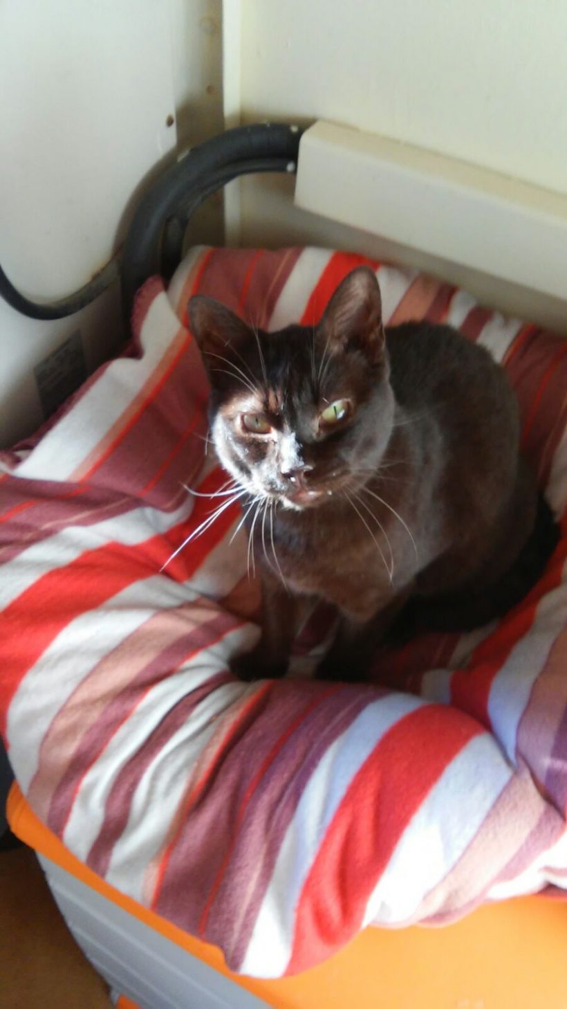 LA MORENA EN ADOPCION LA MORENA EN ADOPCION