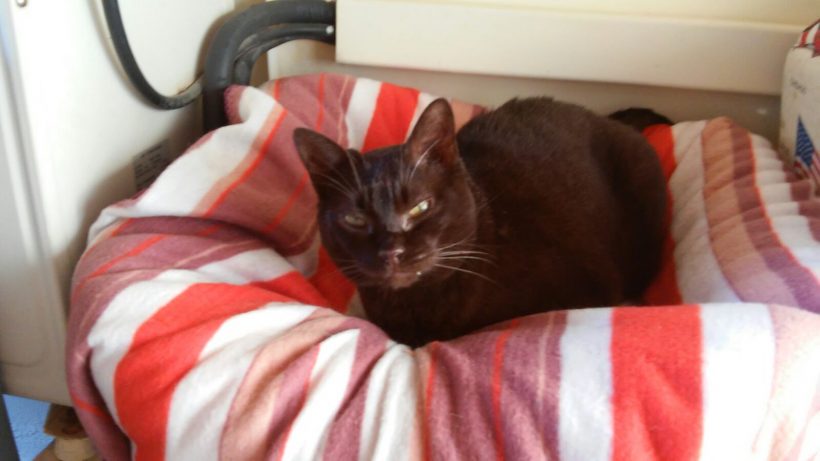 LA MORENA EN ADOPCION LA MORENA EN ADOPCION