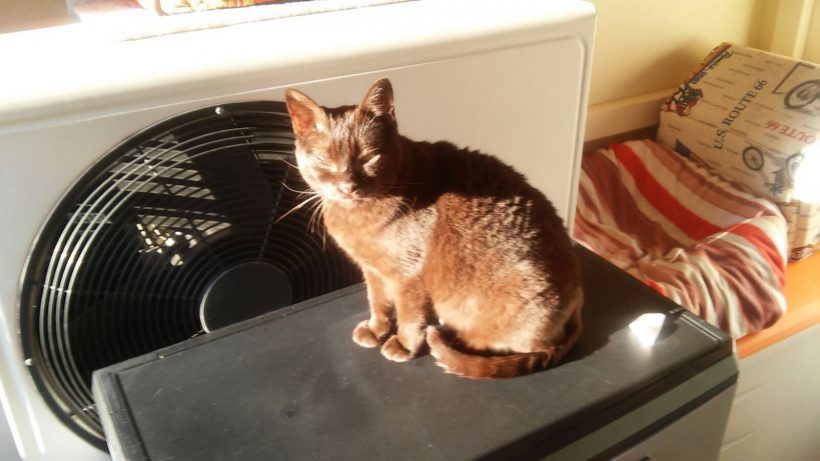 LA MORENA EN ADOPCION LA MORENA EN ADOPCION