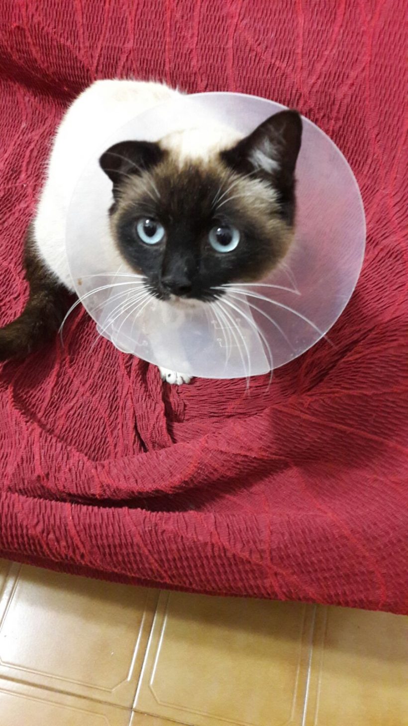 NORMA GATA EN ADOPCIÓN NORMA GATA EN ADOPCIÓN