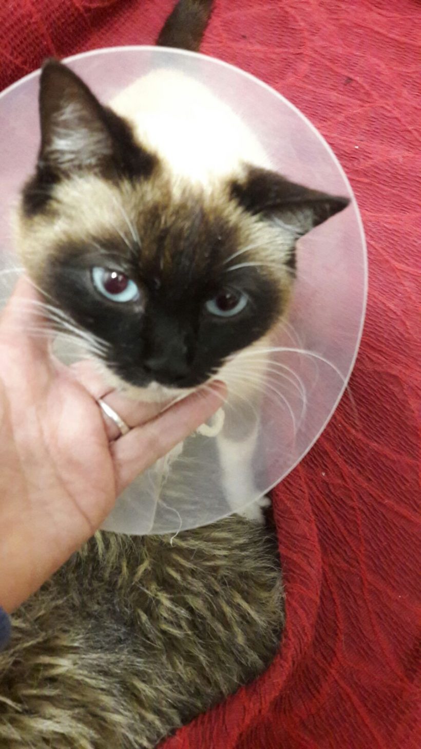 NORMA GATA EN ADOPCIÓN NORMA GATA EN ADOPCIÓN