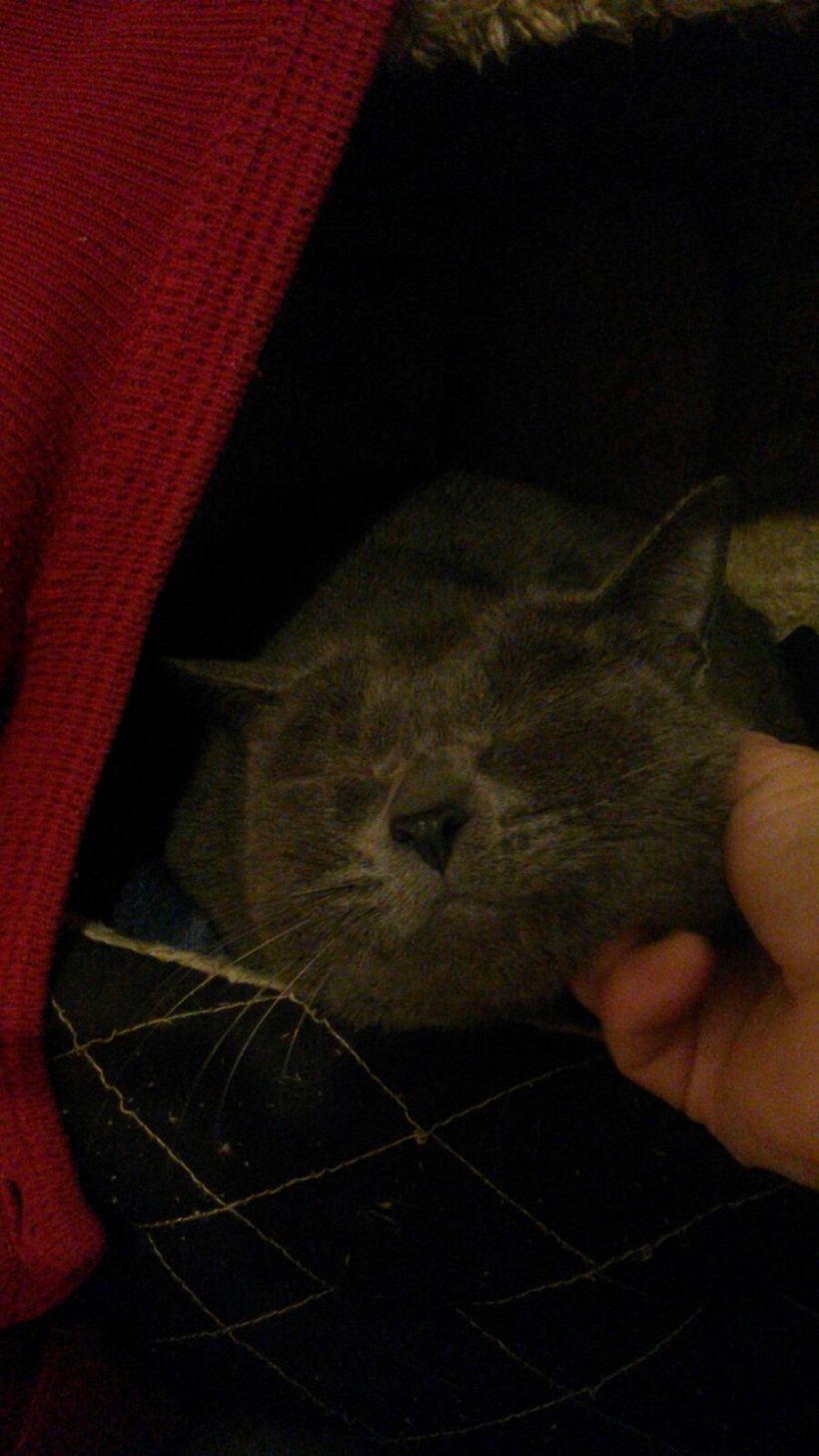 OLIVIA GATA EN ADOPCION OLIVIA GATA EN ADOPCION