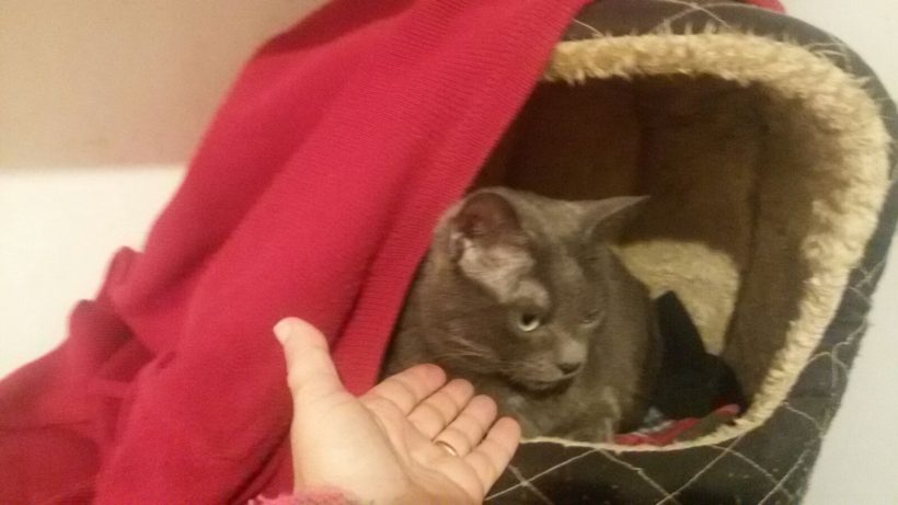 OLIVIA GATA EN ADOPCION OLIVIA GATA EN ADOPCION