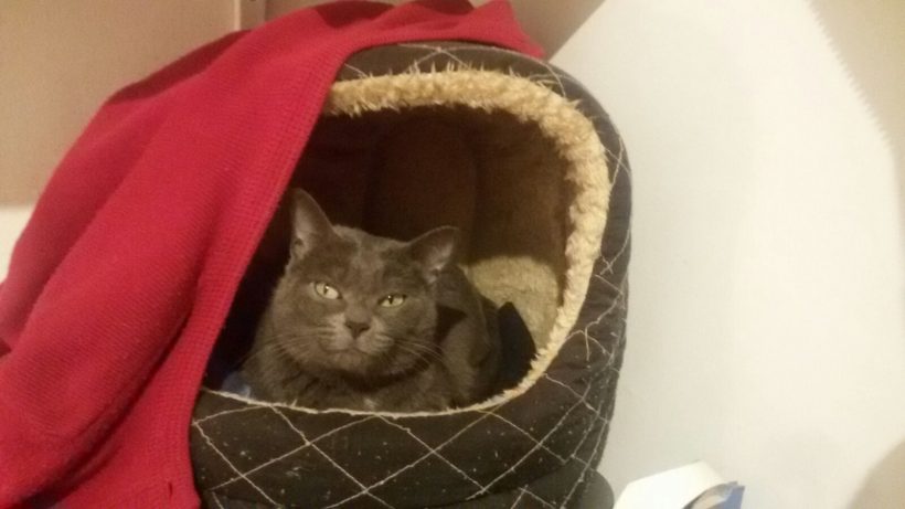 OLIVIA GATA EN ADOPCION OLIVIA GATA EN ADOPCION