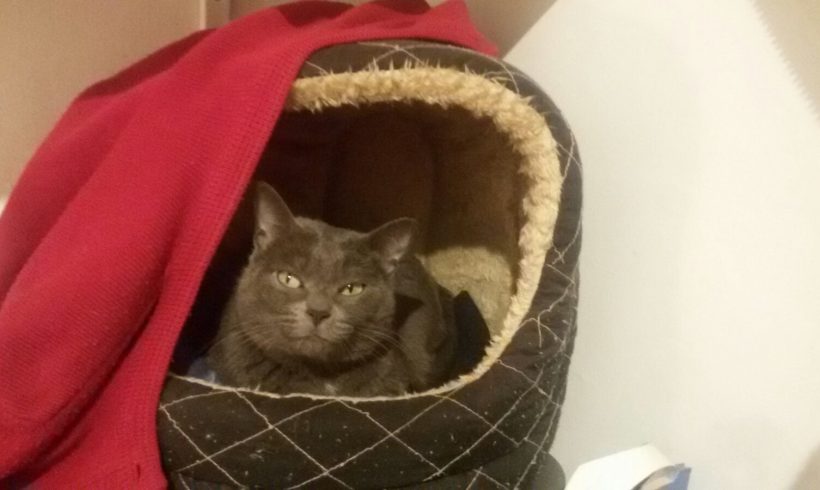 OLIVIA GATA EN ADOPCION