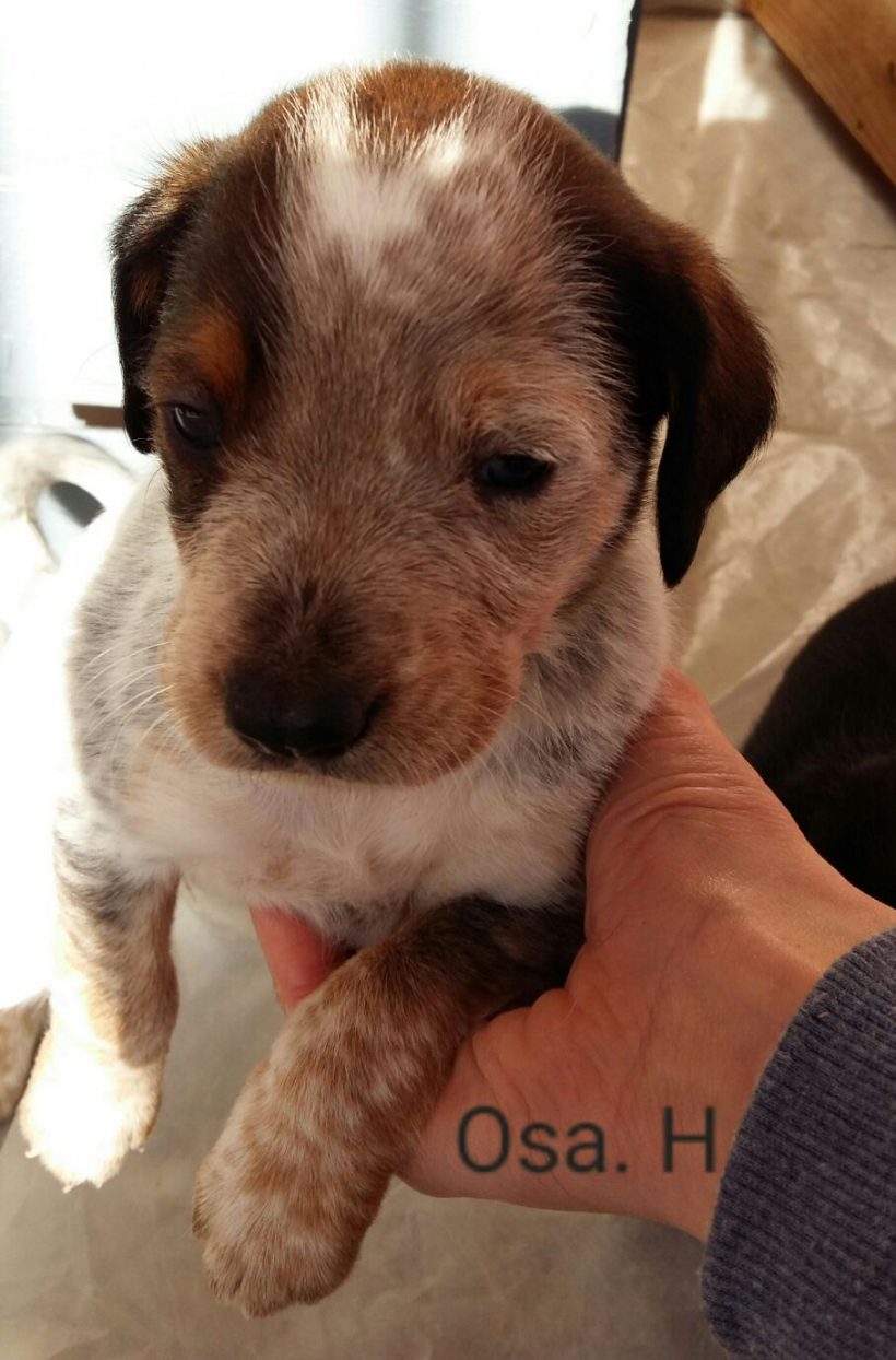 OSA H. CACHORRO EN ADOPCIÓN OSA H. CACHORRO EN ADOPCIÓN