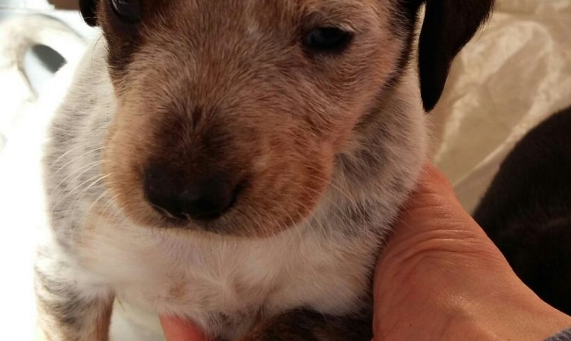 OSA H. CACHORRO EN ADOPCIÓN