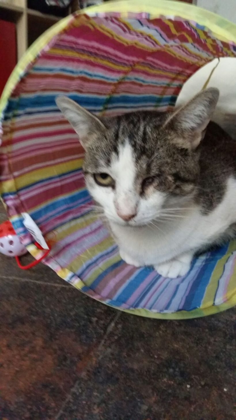 M. VILLOTA M. VILLOTA