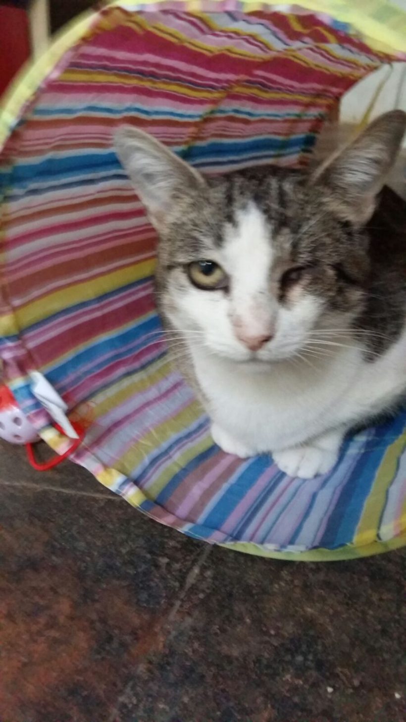 M. VILLOTA M. VILLOTA