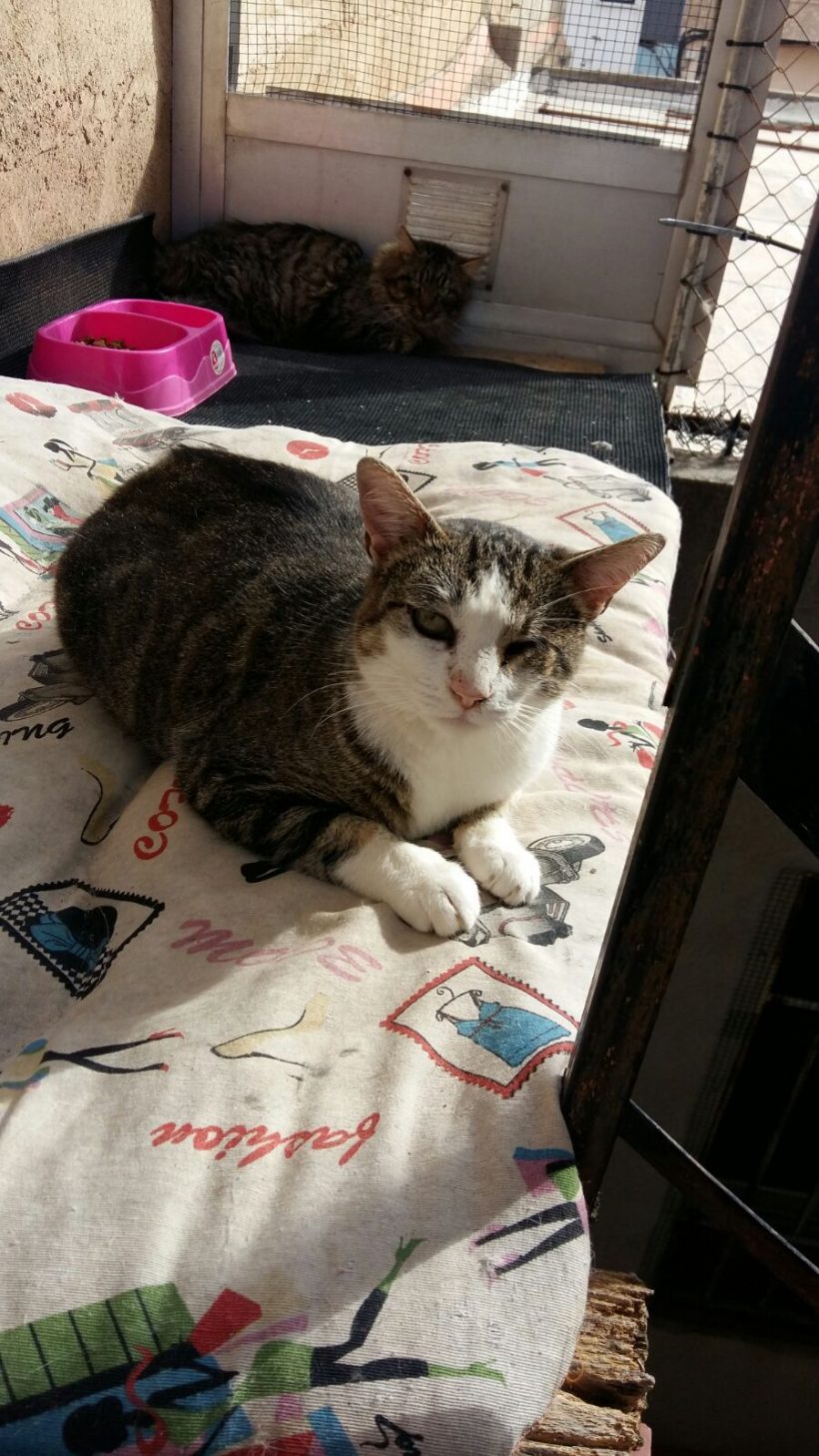 M. VILLOTA M. VILLOTA