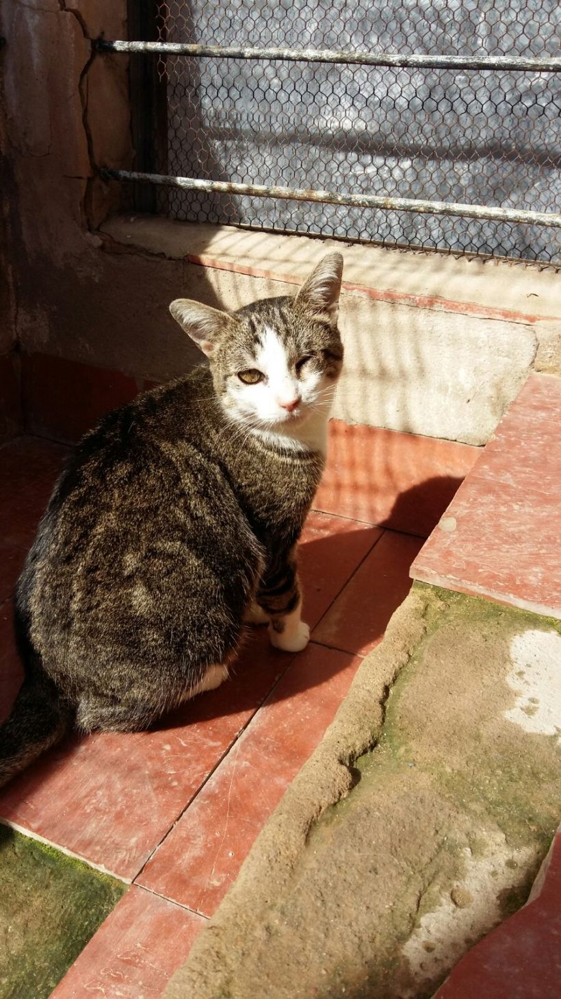 M. VILLOTA M. VILLOTA