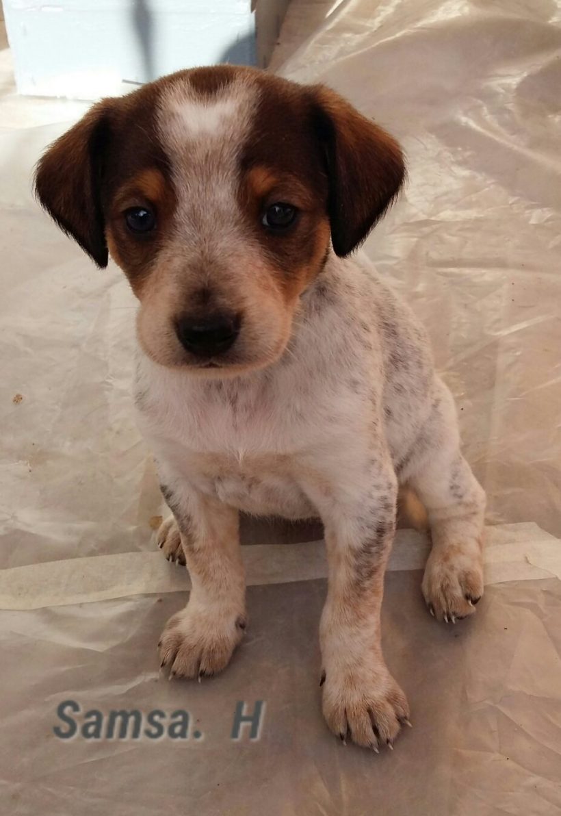 SAMSA H. CACHORRO EN ADOPCIÓN SAMSA H. CACHORRO EN ADOPCIÓN