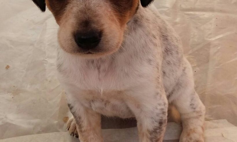 SAMSA H. CACHORRO EN ADOPCIÓN