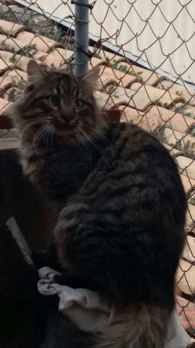 SANDRO GATO EN ADOPCIÓN