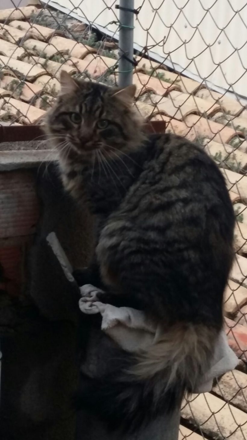 SANDRO GATO EN ADOPCIÓN