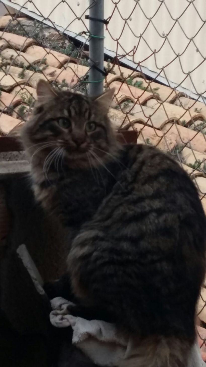 SANDRO GATO EN ADOPCIÓN